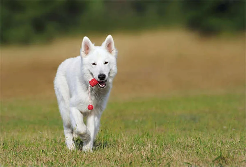 馬の類表皮嚢胞は手術不要？症状と見分け方