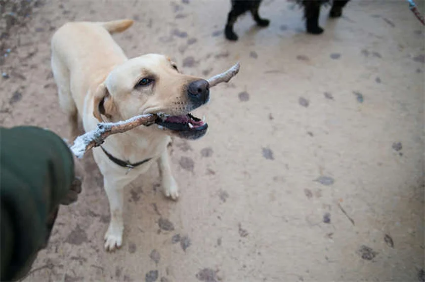 犬の方向感覚の秘密！嗅覚・視覚で帰宅する驚きの能力