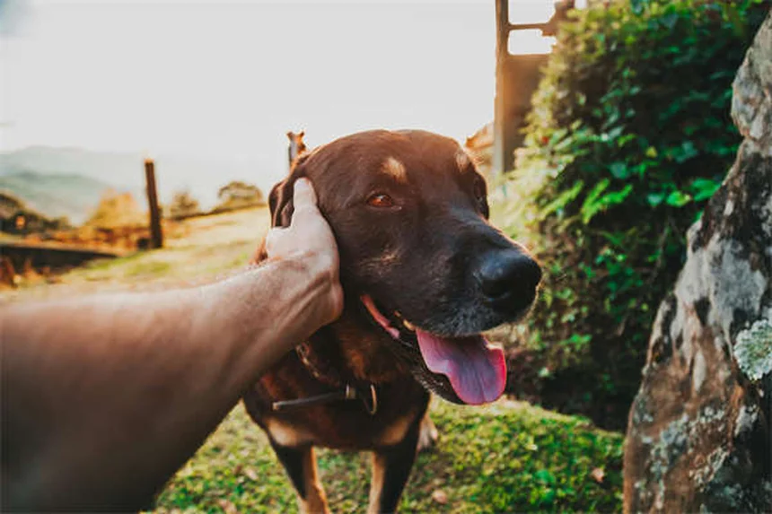 犬の脊髄空洞症とは？かゆがる症状と早期発見のコツ