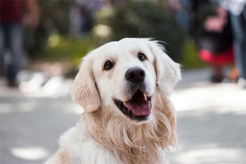 犬や鳥には効くけど猫には危険？獣医用ボリコナゾールの副作用と正しい使い方