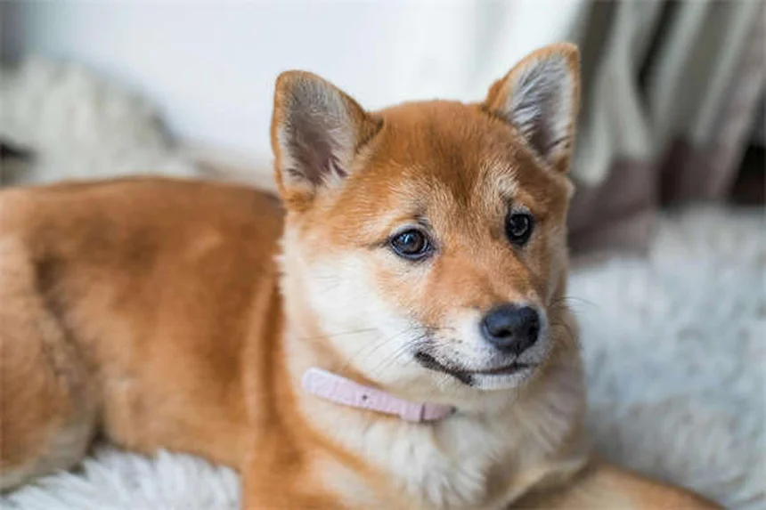 犬や鳥には効くけど猫には危険？獣医用ボリコナゾールの副作用と正しい使い方