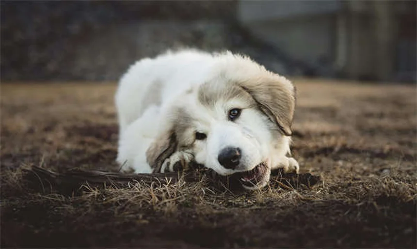 犬にPedialyteは危険？与えるリスクと正しい対処法を解説