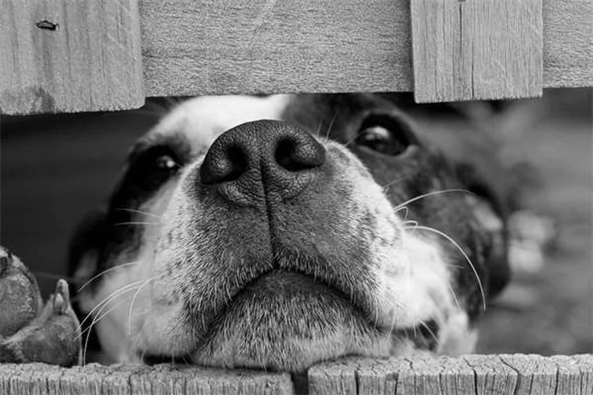 犬の無気力の原因・症状・対処法：見逃せないサイン完全ガイド