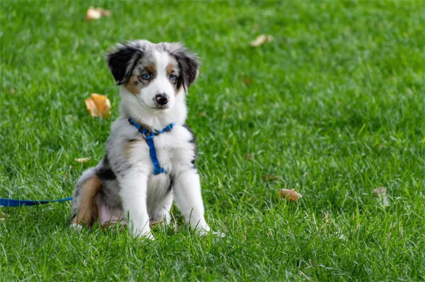 愛犬との裏庭遊び、間違っていませんか？5つの方法で運動不足もストレスも解消