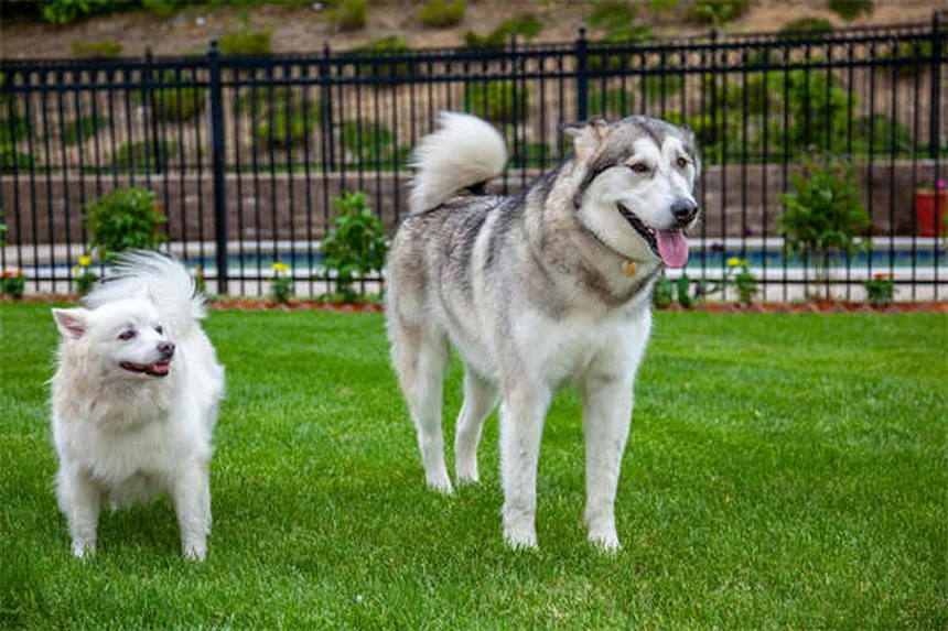【実体験】犬の退屈解消に！心理的刺激を与える9つの無料方法