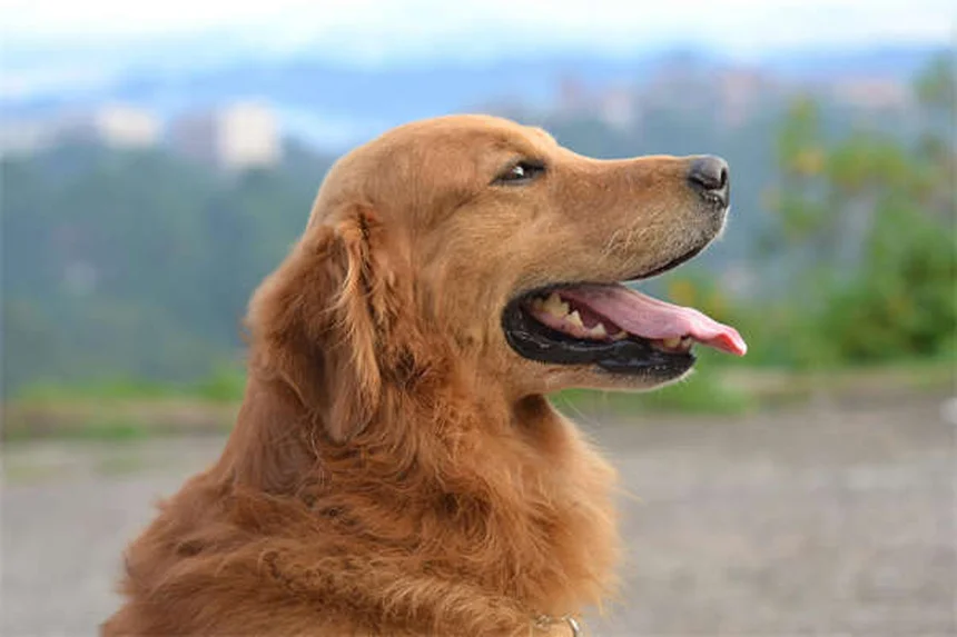 【実体験】犬の退屈解消に！心理的刺激を与える9つの無料方法