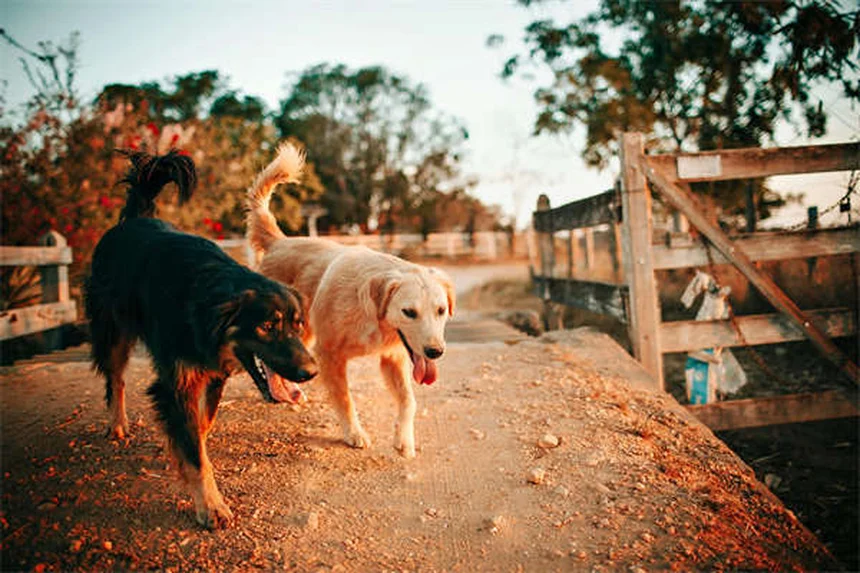 犬のノミマダニ駆除薬【おすすめ5選】獣医が教える選び方と比較