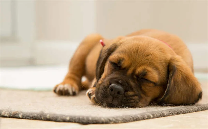 愛犬がリードを嫌がる5つの原因と今すぐできる解決法