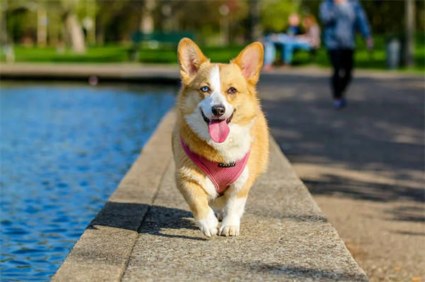 愛犬がリードを嫌がる5つの原因と今すぐできる解決法