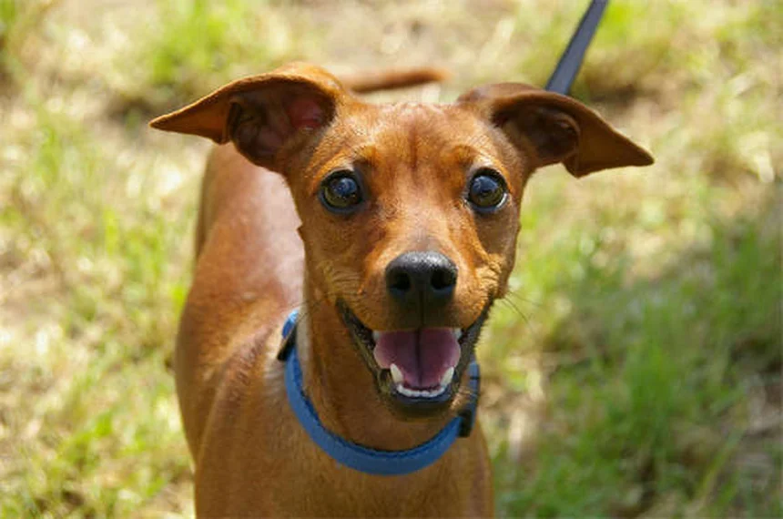 愛犬がリードを嫌がる5つの原因と今すぐできる解決法