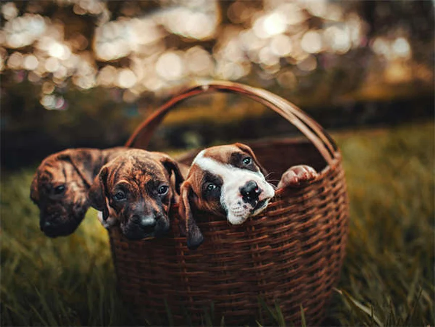 実は知らない日本犬10選｜希少種から飼いやすい犬種まで完全ガイド