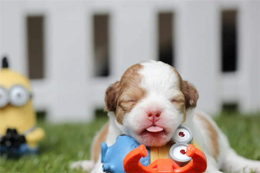 実は知らない日本犬10選｜希少種から飼いやすい犬種まで完全ガイド