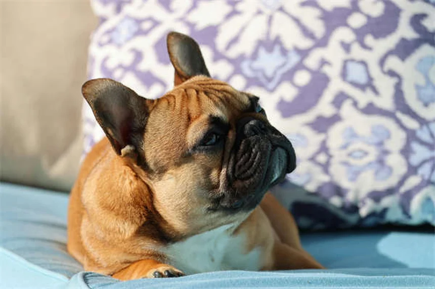 Vapor Wake犬とは？自爆テロを防ぐ最強の探知犬