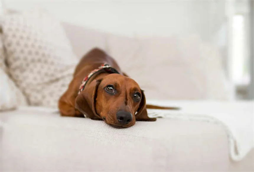 アメリカンミニチュアホースを飼う前に知らないと後悔する5つの真実