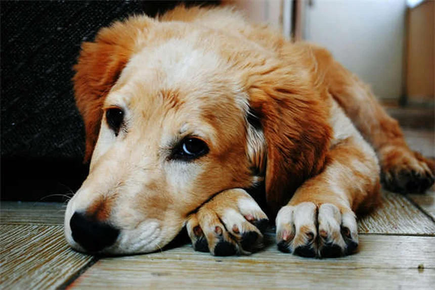 English Cobの本当の姿とは？実は品種じゃないって知ってた？