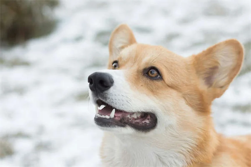 犬の鼻水の原因と対処法を獣医師が徹底解説