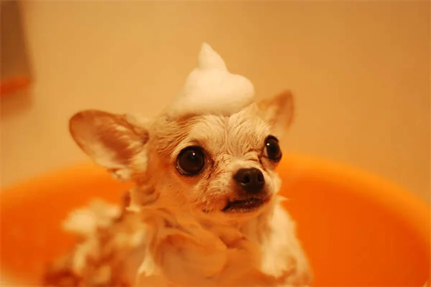 犬の精神を壊す7つの行動、あなたが気づかない危険な習慣と改善方法
