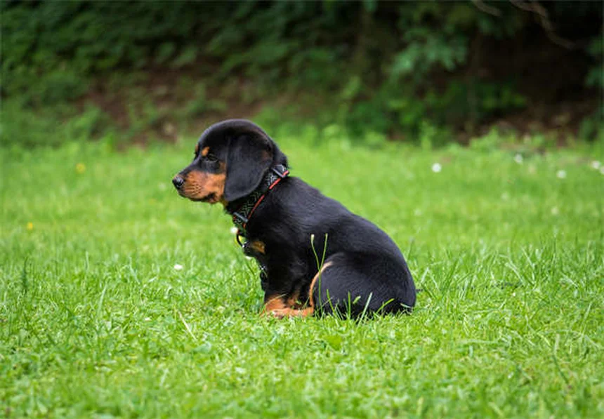 犬を落ち着かせる音楽の選び方：科学的に効果が実証されたジャンルと使い方のコツ