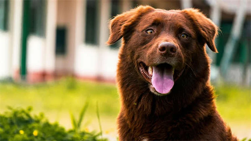 犬を落ち着かせる音楽の選び方：科学的に効果が実証されたジャンルと使い方のコツ