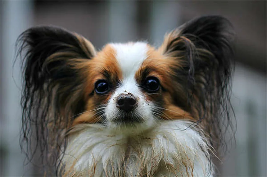 犬を落ち着かせる音楽の選び方：科学的に効果が実証されたジャンルと使い方のコツ