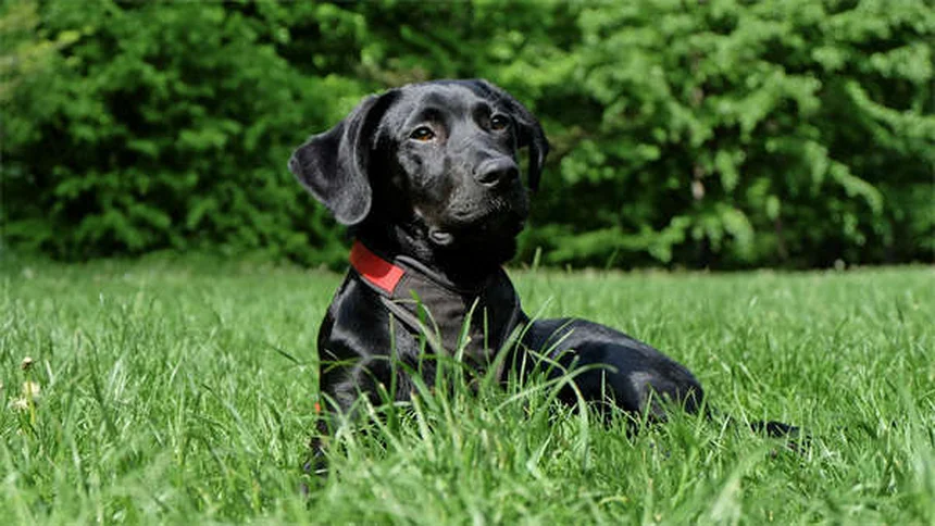 犬猫の駆虫薬ピランテルパモエート、本当に効く？注意点と効果を解説