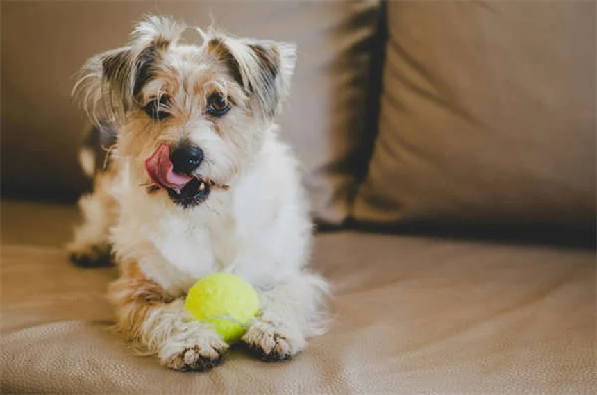 純血種よりミックス犬の方が健康？獣医師が16年で見た真実