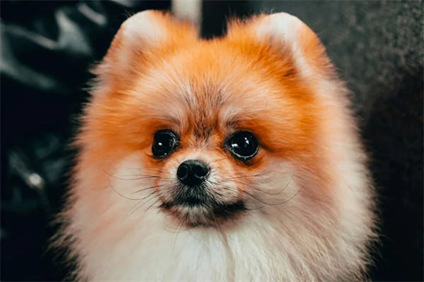 軍犬の健康管理は陸軍獣医が支える