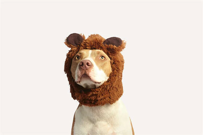 犬に日焼け止めは本当に必要？知っておくべき3つのポイント