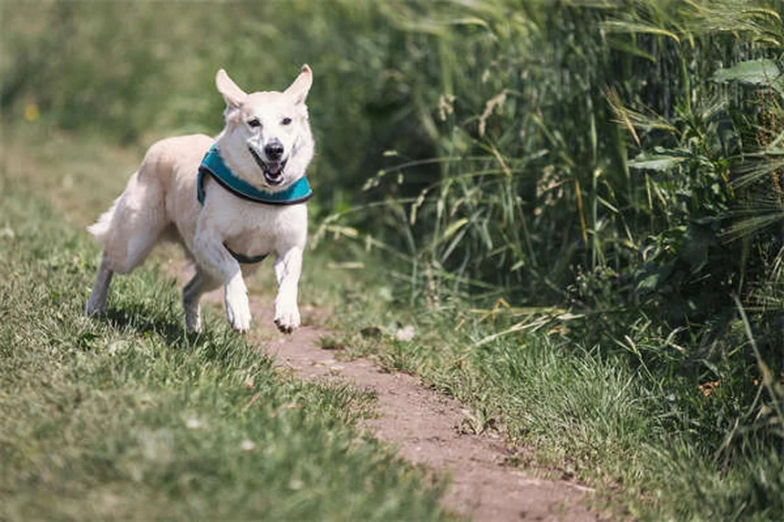 犬に日焼け止めは本当に必要？知っておくべき3つのポイント
