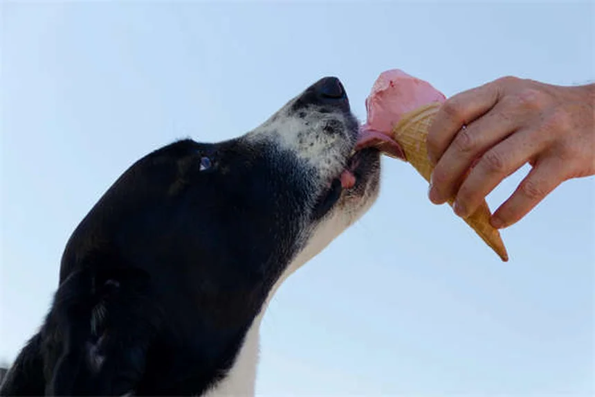 犬に日焼け止めは本当に必要？知っておくべき3つのポイント