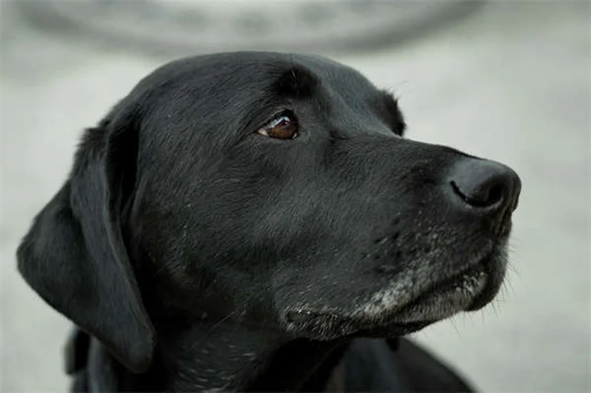 犬の花粉アレルギー：症状から治療まで徹底ガイド