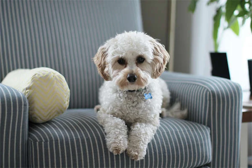 愛犬が掃除機を怖がらない！今日からできる克服法と実践手順