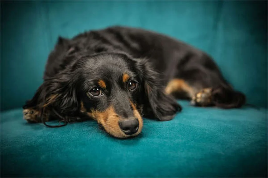 犬や鳥には効くけど猫には危険？獣医用ボリコナゾールの副作用と正しい使い方