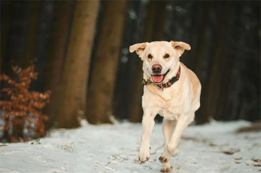 フライボールってどんなスポーツ？犬の心と体を刺激するリレー競技の楽しみ方