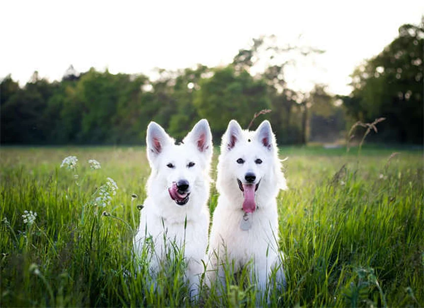 フライボールってどんなスポーツ？犬の心と体を刺激するリレー競技の楽しみ方