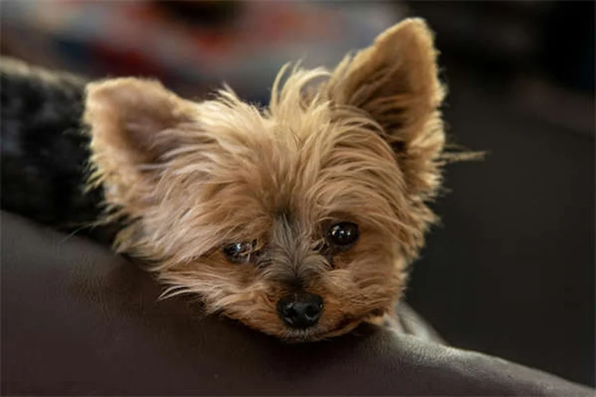 犬の笑顔の真実とは？嬉しいだけじゃない表情の意味
