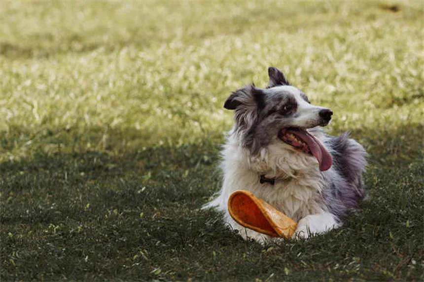 犬の笑顔の真実とは？嬉しいだけじゃない表情の意味